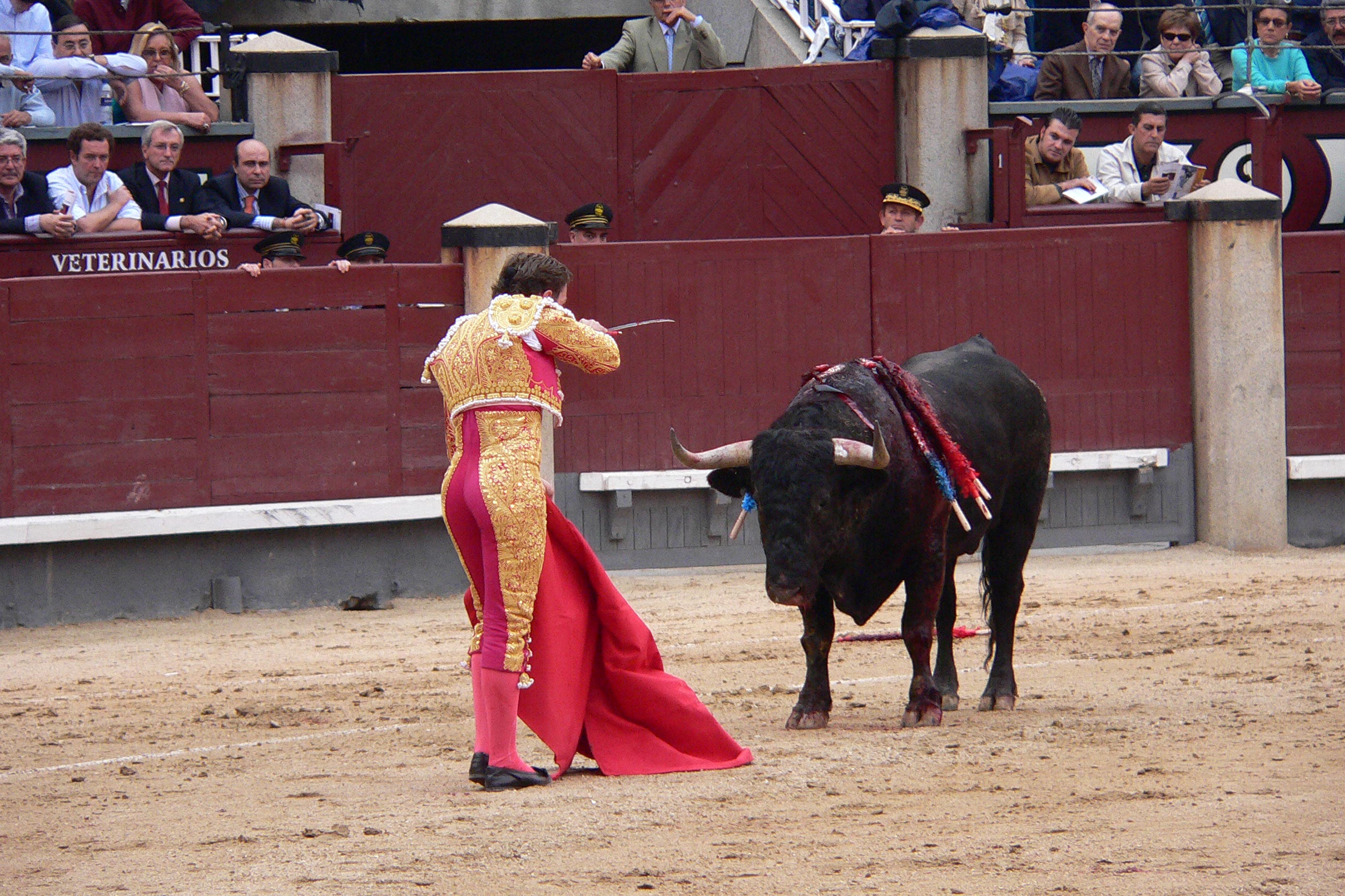 Um toureiro a meio do espétaculo ( "Matador" by Manuel González Olaechea y Franco, Wikipedia is in the Public Domain, CC0) 