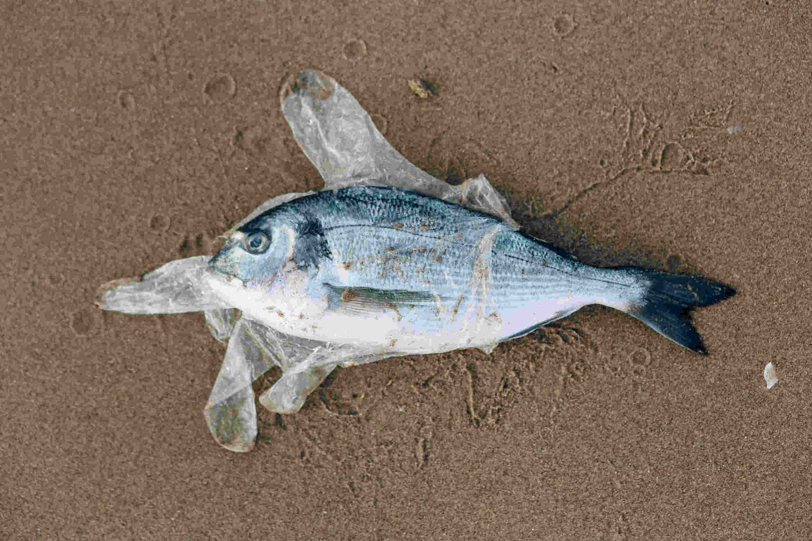Peixe na areia morto envolto em plástico