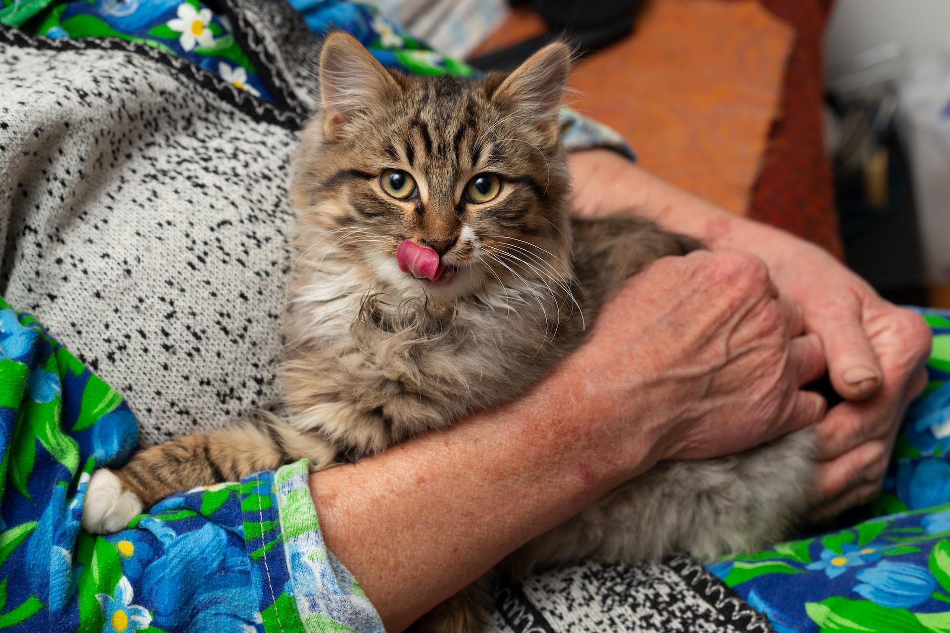 Gato cinzento de língua de fora deitado no colo de uma senhora idosa sentada