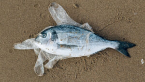 Peixe morto na areia dentro de um saco de plástico